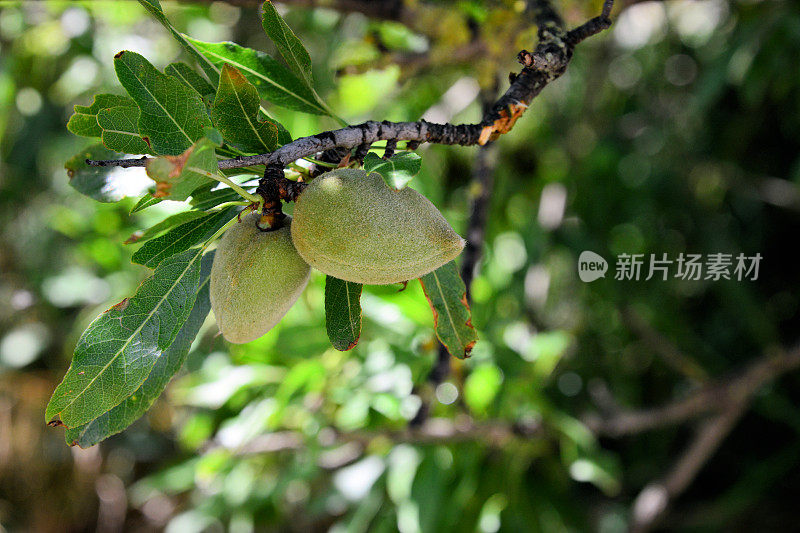 葡萄牙阿尔加维Cacela Velha树上的杏仁
